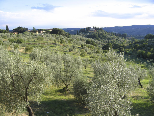 etichetta olio Buonavita