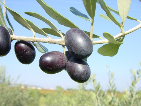 olivo leccino