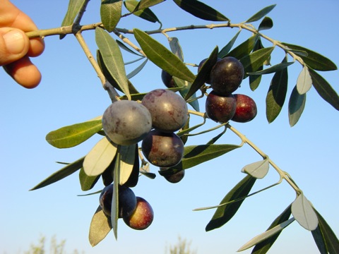 olive grove